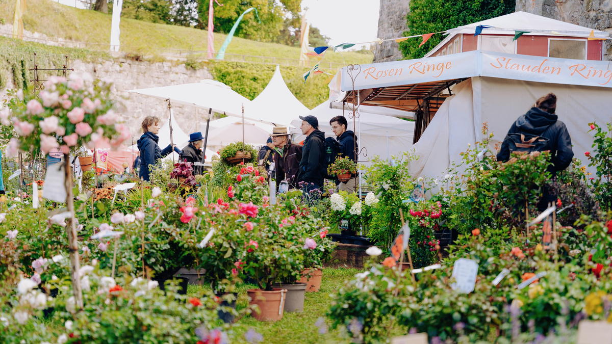 Rosen und Stauden am Ausstellerstand im Wallgraben der Festung Rosenberg